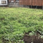【加須市】お庭40坪、玄関周り10坪の草刈り
