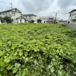 【熊谷市】住宅街の中の500坪の空地の蔓草刈り