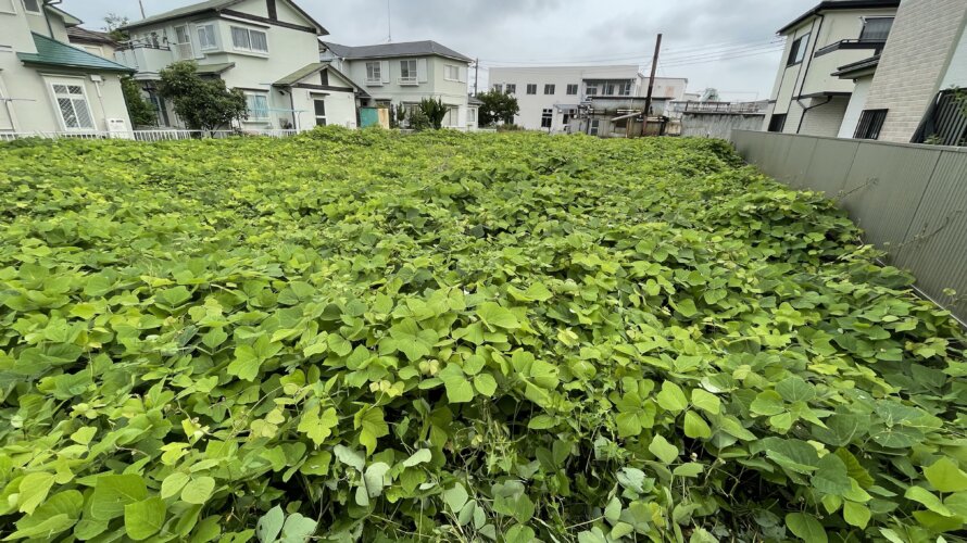 【熊谷市】住宅街の中の500坪の空地の蔓草刈り